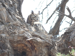Bubo africanus africanus