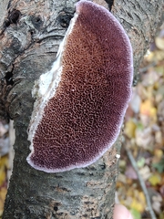 Trichaptum subchartaceum