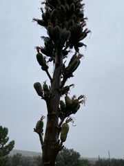 Agave gracilipes