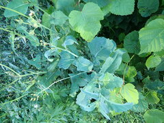 Brassica napus