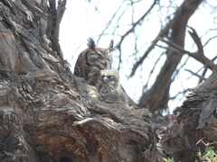 Bubo africanus africanus