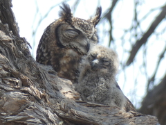 Bubo africanus africanus