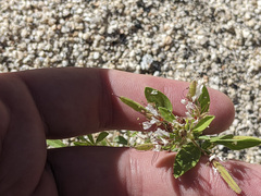 Polanisia dodecandra trachysperma