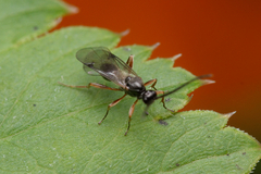 Proctotrupidae