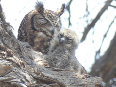 Bubo africanus africanus