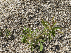 Polanisia dodecandra trachysperma