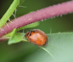 Subcoccinella vigintiquatuorpunctata
