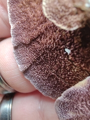 Trichaptum subchartaceum