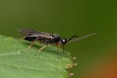 Proctotrupidae