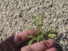 Polanisia dodecandra trachysperma