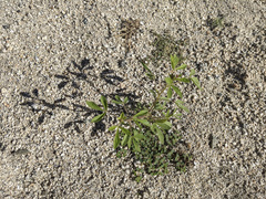 Polanisia dodecandra trachysperma