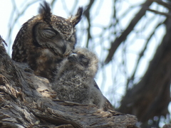 Bubo africanus africanus