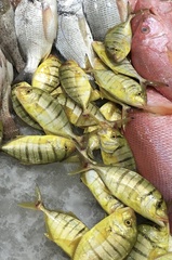 Gnathanodon speciosus