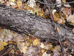 Trichaptum subchartaceum