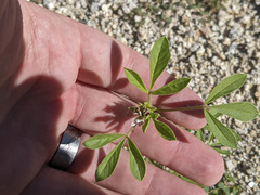 Polanisia dodecandra trachysperma