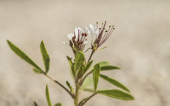Polanisia dodecandra trachysperma