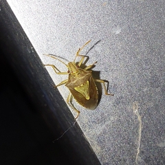 Carpocorini