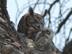 Bubo africanus africanus