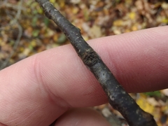 Trichaptum subchartaceum