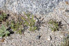 Polanisia dodecandra trachysperma