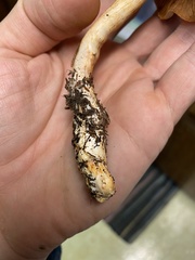 Cortinarius rubiginosus