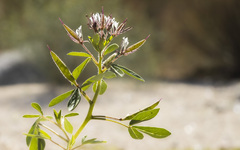 Polanisia dodecandra trachysperma