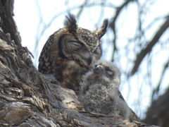 Bubo africanus africanus