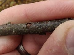 Trichaptum subchartaceum