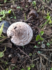 Lepiota brunneoincarnata