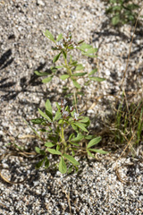 Polanisia dodecandra trachysperma