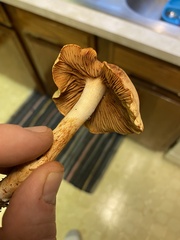 Cortinarius rubiginosus