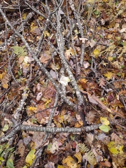 Trichaptum subchartaceum