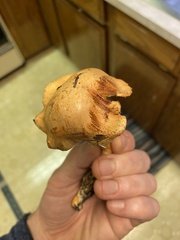 Cortinarius rubiginosus