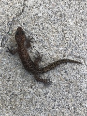 Afrogecko porphyreus