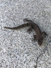 Afrogecko porphyreus