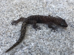 Afrogecko porphyreus