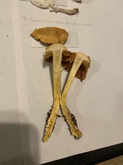 Cortinarius rubiginosus