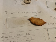 Cortinarius rubiginosus