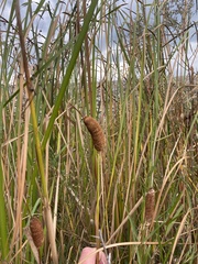 Typha laxmannii