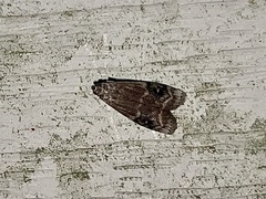 Euzophera semifuneralis