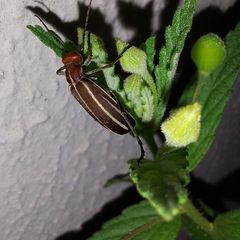 Epicauta floydwerneri