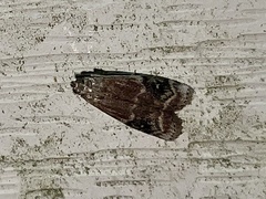 Euzophera semifuneralis