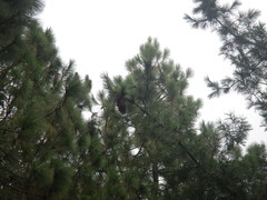 Pinus ayacahuite