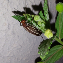 Epicauta floydwerneri