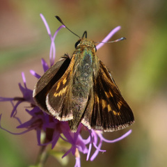 Hesperia meskei