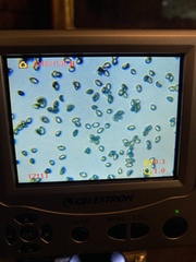 Cortinarius rubiginosus