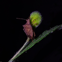 Carpocorini