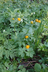 Trollius asiaticus
