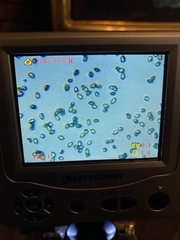 Cortinarius rubiginosus