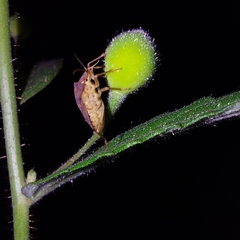 Carpocorini